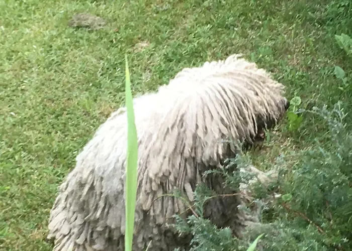 Piekielko Apartamento